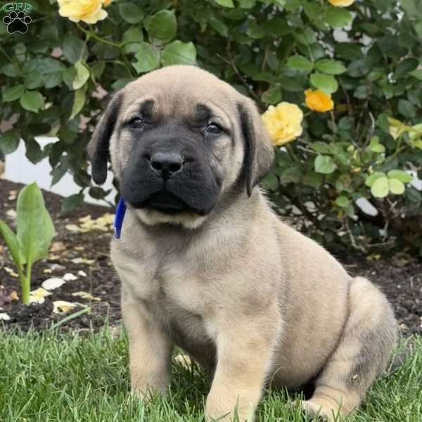 Thor, English Mastiff Puppy