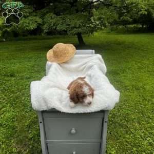 Smores, Mini Goldendoodle Puppy