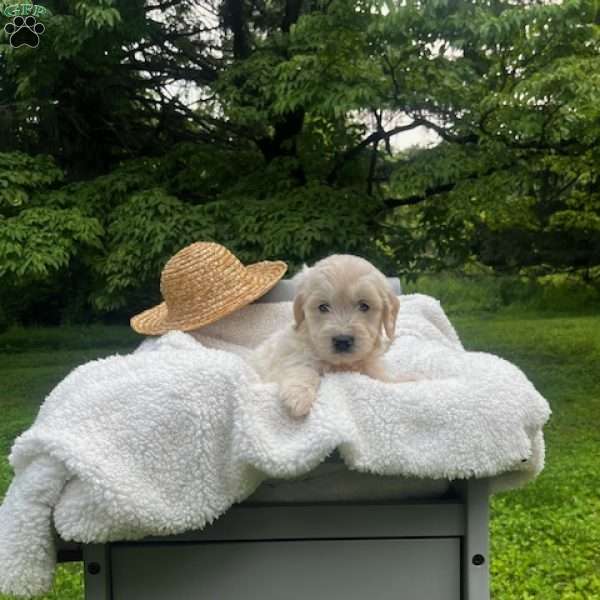Forrest, Mini Goldendoodle Puppy