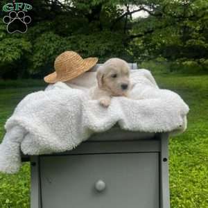 Forrest, Mini Goldendoodle Puppy
