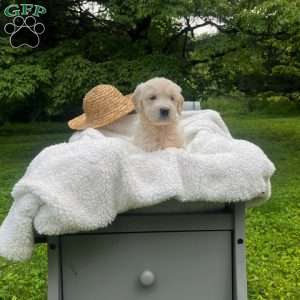 Forrest, Mini Goldendoodle Puppy