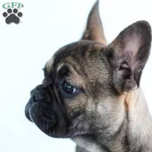 Lace, French Bulldog Puppy