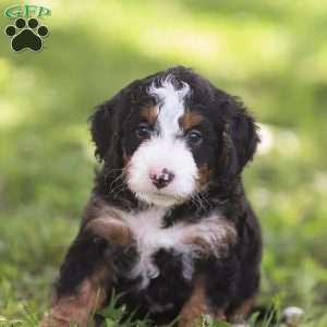 Noah, Mini Bernedoodle Puppy