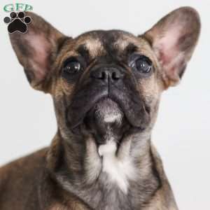 Lace, French Bulldog Puppy