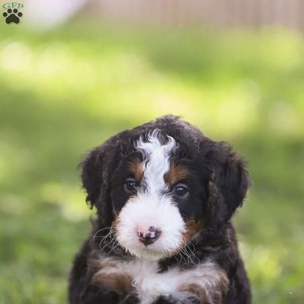 Noah, Mini Bernedoodle Puppy