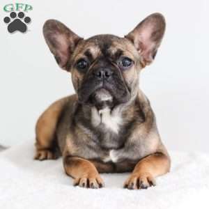 Lace, French Bulldog Puppy