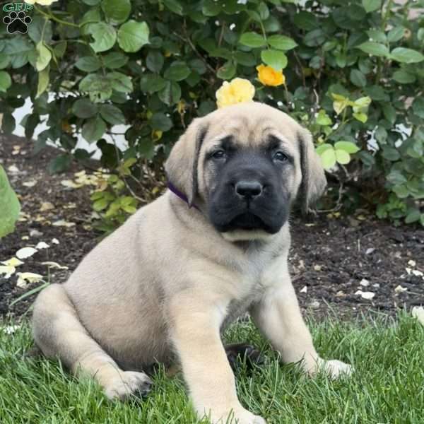 Tank, English Mastiff Puppy