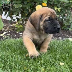 Tinkerbell, English Mastiff Puppy