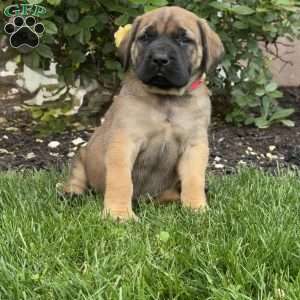 Tinkerbell, English Mastiff Puppy