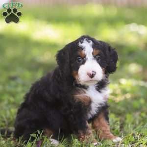 Noah, Mini Bernedoodle Puppy