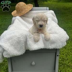 Forrest, Mini Goldendoodle Puppy