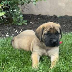 Tinkerbell, English Mastiff Puppy
