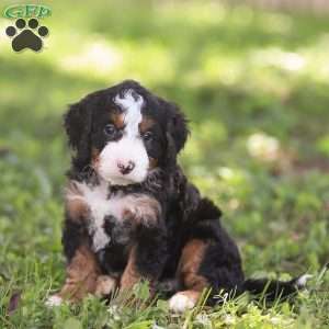 Noah, Mini Bernedoodle Puppy