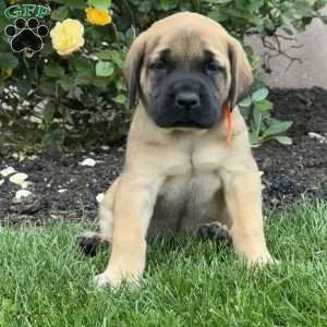 Tulip, English Mastiff Puppy