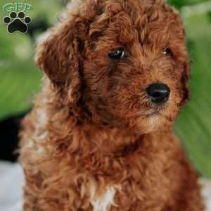 Mack, Mini Goldendoodle Puppy