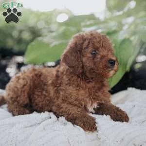 Mack, Mini Goldendoodle Puppy