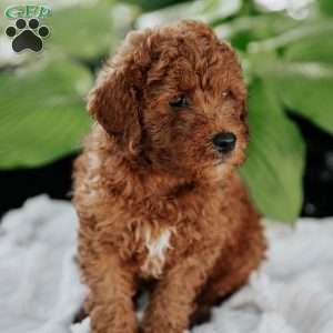 Mack, Mini Goldendoodle Puppy