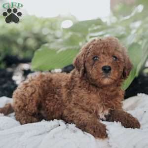 Mack, Mini Goldendoodle Puppy