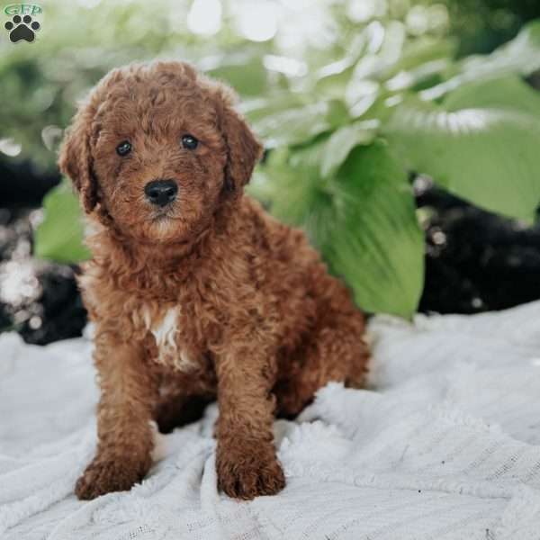 Mack, Mini Goldendoodle Puppy