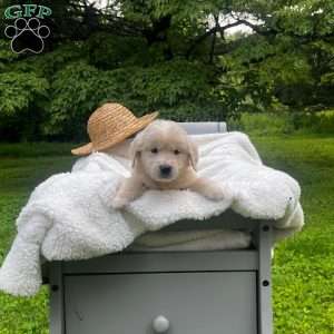 Thunder, Mini Goldendoodle Puppy