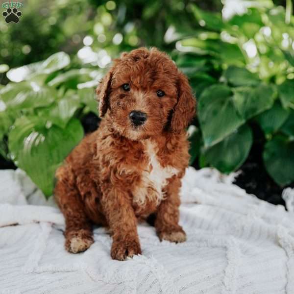 Max, Mini Goldendoodle Puppy
