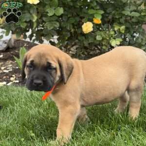 Tulip, English Mastiff Puppy