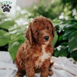 Max, Mini Goldendoodle Puppy