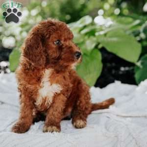 Max, Mini Goldendoodle Puppy