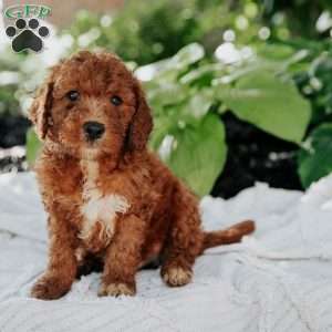 Max, Mini Goldendoodle Puppy