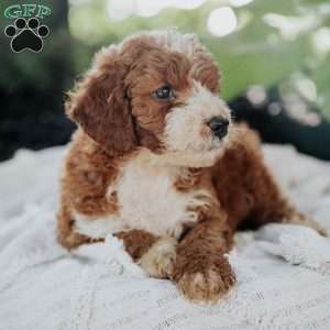Mike, Mini Goldendoodle Puppy