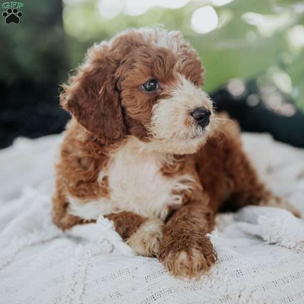 Mike, Mini Goldendoodle Puppy