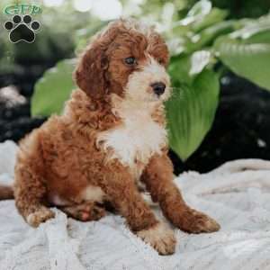 Mike, Mini Goldendoodle Puppy