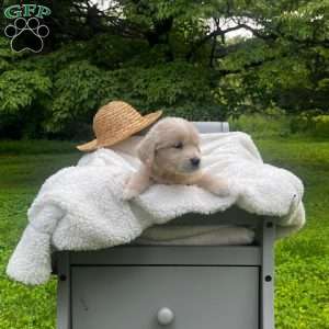 Thunder, Mini Goldendoodle Puppy
