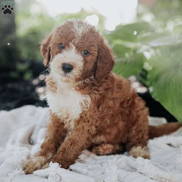 Mike, Mini Goldendoodle Puppy