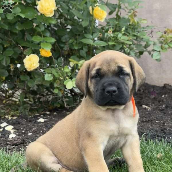 Tulip, English Mastiff Puppy