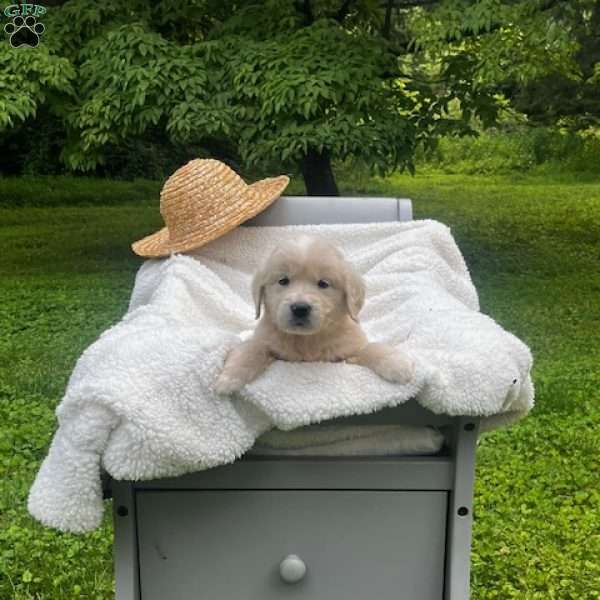 Thunder, Mini Goldendoodle Puppy