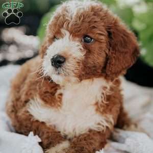 Mike, Mini Goldendoodle Puppy