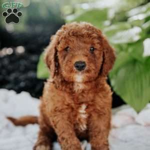 Moe, Mini Goldendoodle Puppy
