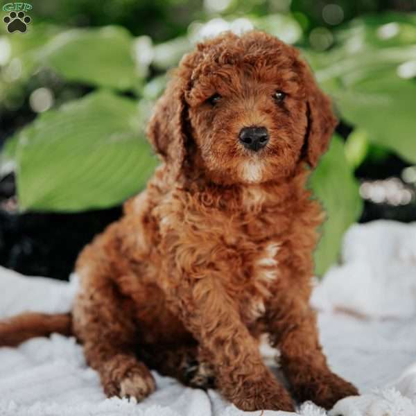 Moe, Mini Goldendoodle Puppy