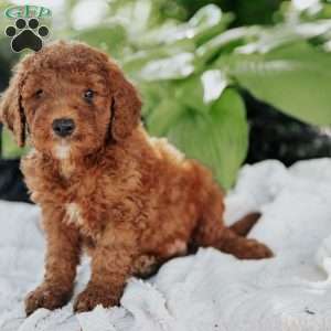 Moe, Mini Goldendoodle Puppy