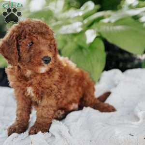 Moe, Mini Goldendoodle Puppy