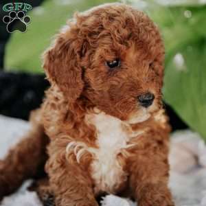 Mia, Mini Goldendoodle Puppy