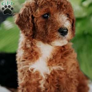 Mia, Mini Goldendoodle Puppy