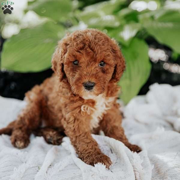 Mia, Mini Goldendoodle Puppy