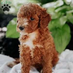 Molly, Mini Goldendoodle Puppy