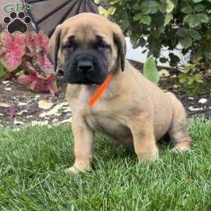 Tulip, English Mastiff Puppy
