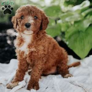 Molly, Mini Goldendoodle Puppy