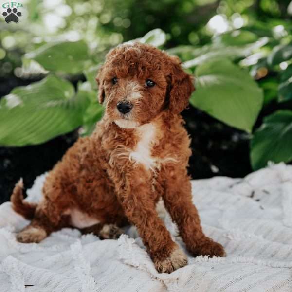 Molly, Mini Goldendoodle Puppy
