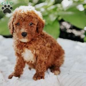 Leo, Mini Goldendoodle Puppy