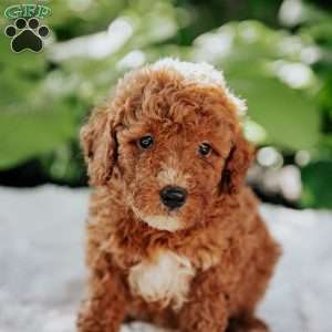 Leo, Mini Goldendoodle Puppy